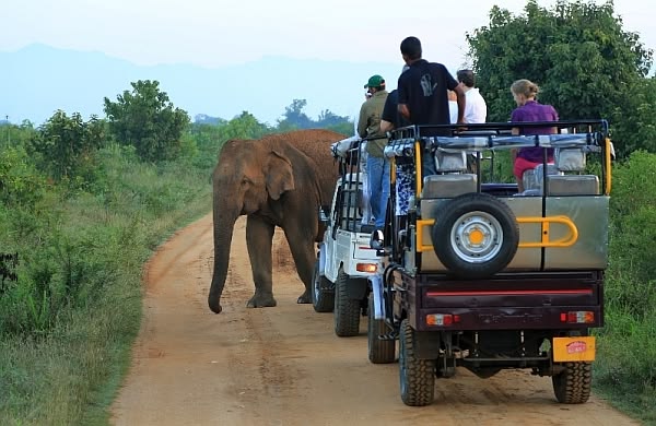 South Coast Wildlife Safari in Sri Lanka
